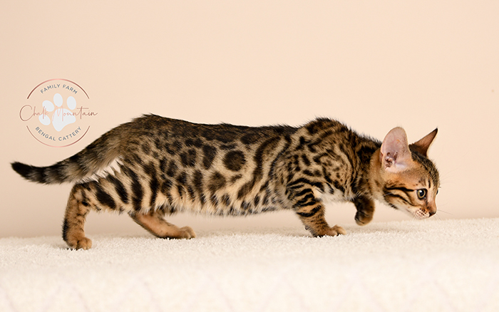 Bengal kitten for sale